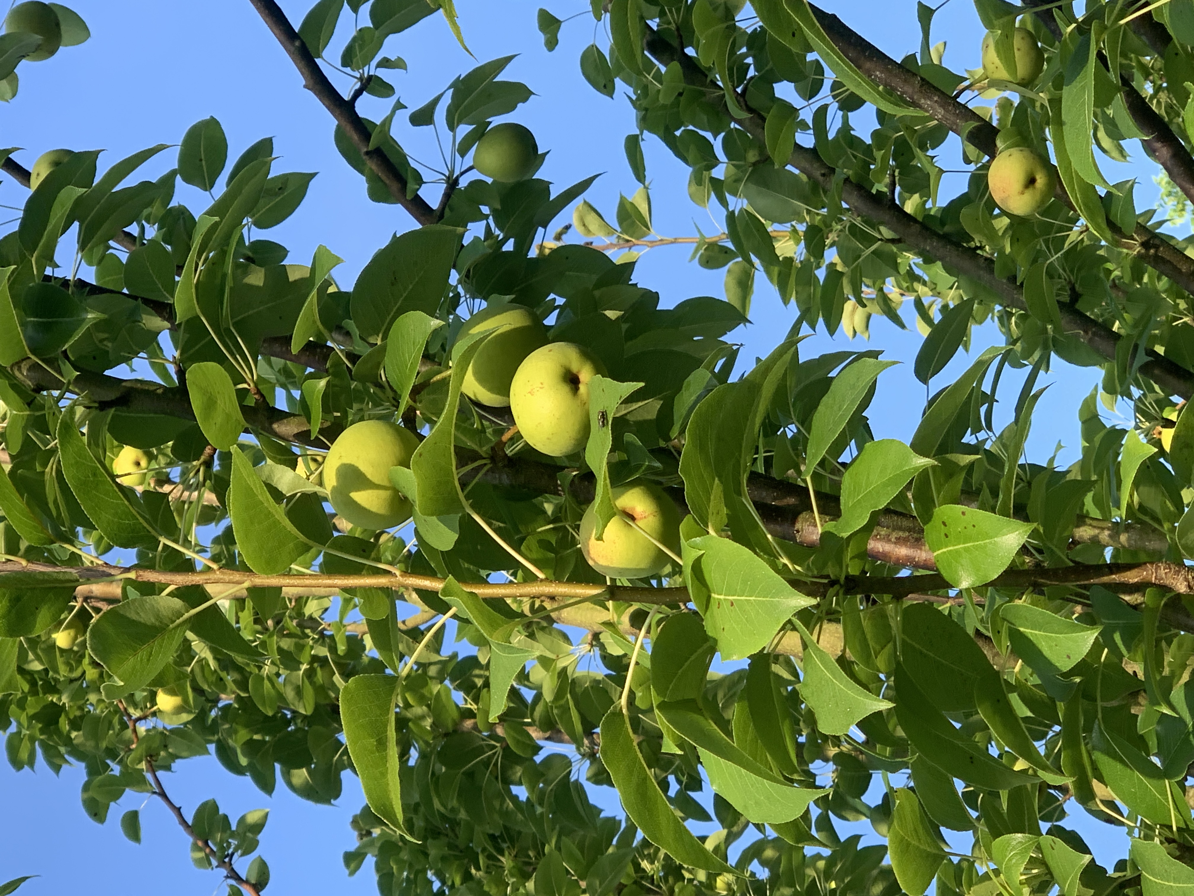 Garden Update
